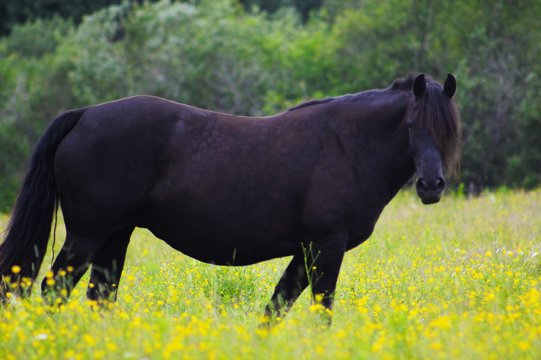 2016-06-tessa-vor-dionis-geburt